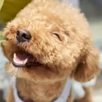 poodle puppy cut