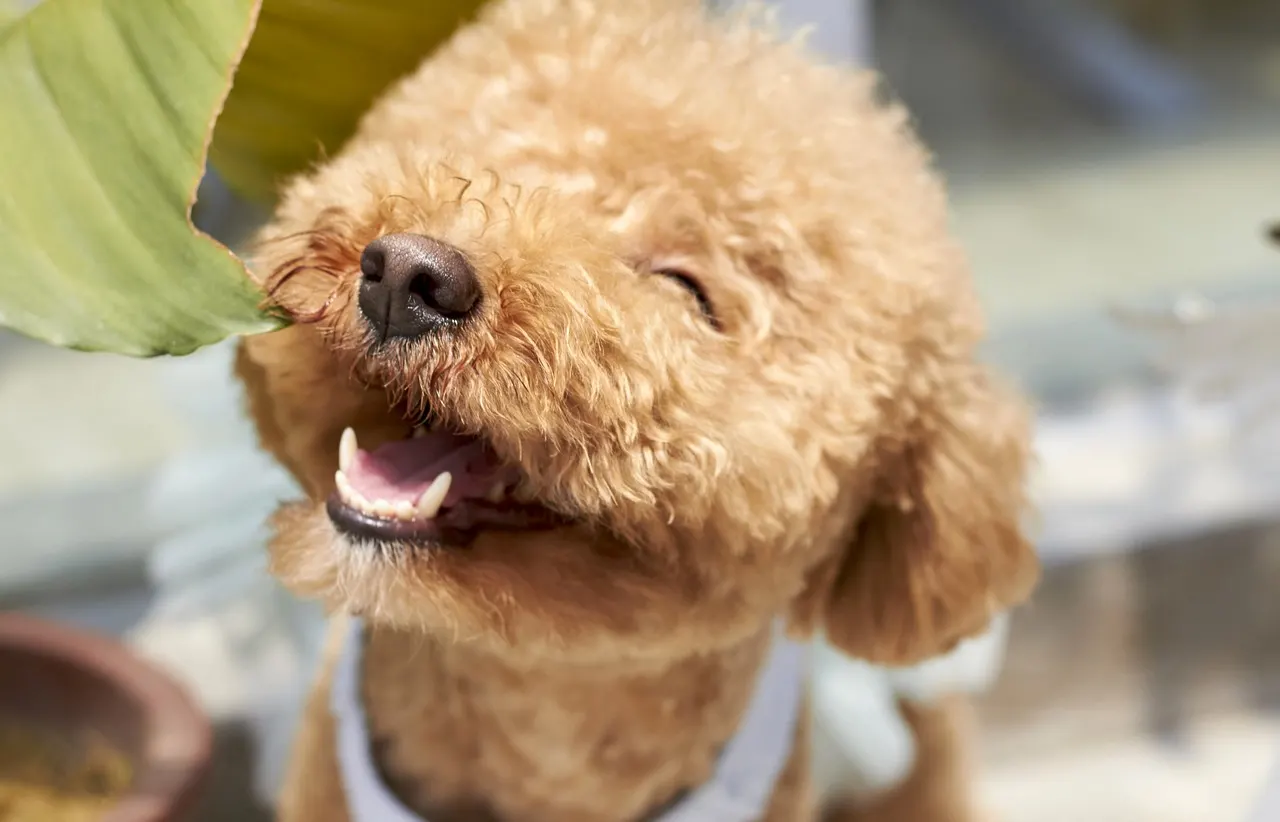 poodle puppy cut