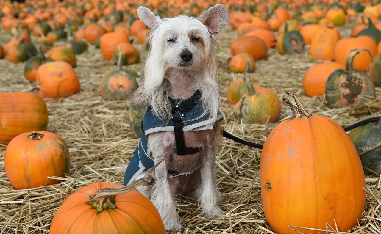 Pumpkin dog food anal glands remedy? Does it help?