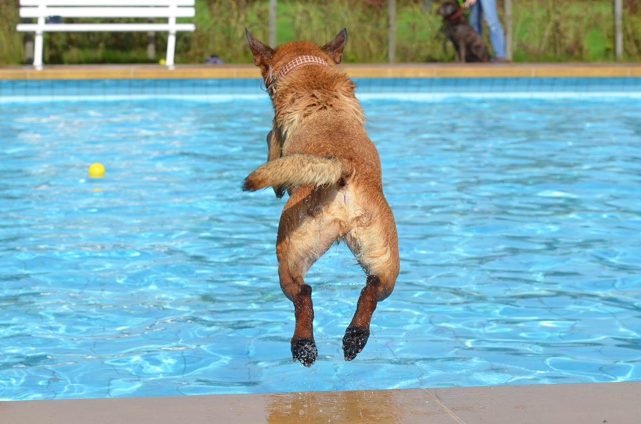 Dog swimming: Do you have to teach them?