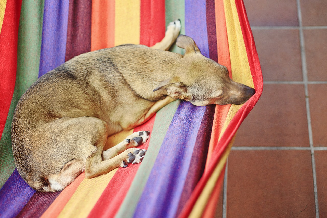 Dog hammock: Your ultimate guide