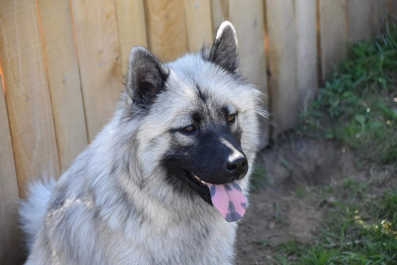 black spot on dog tongue