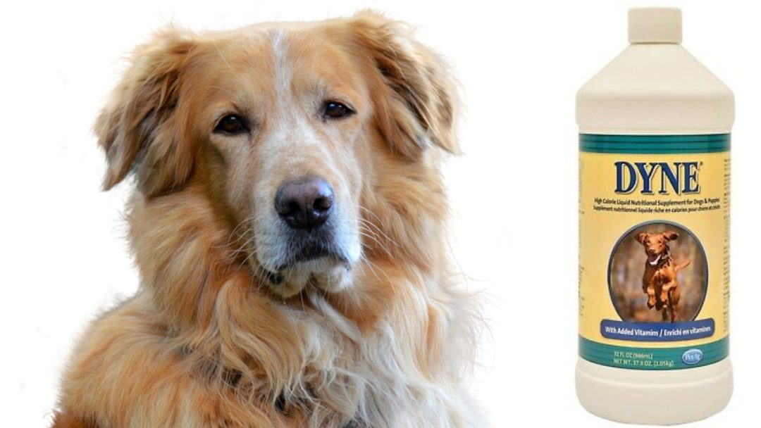 Dyne for dogs What it's really for