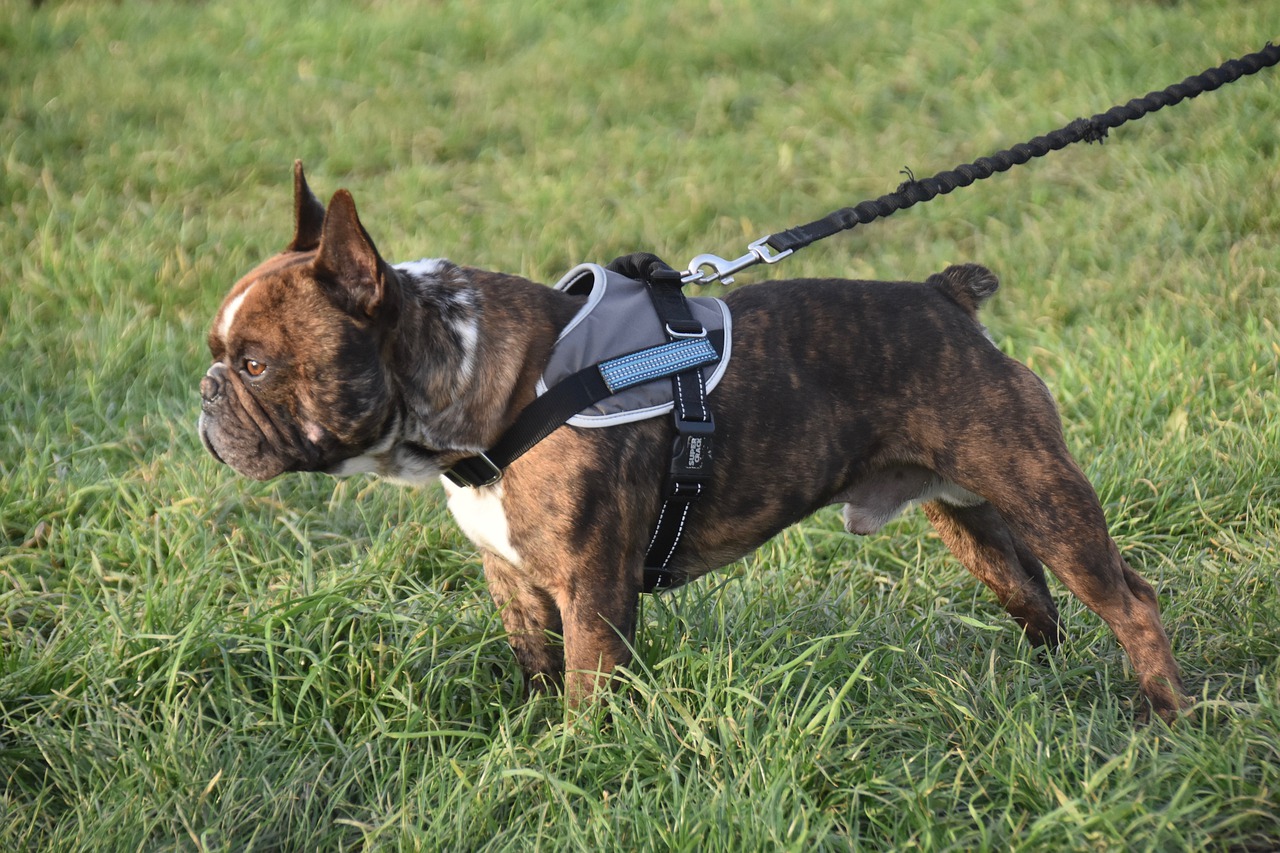 French Bulldog harness: Which to get?
