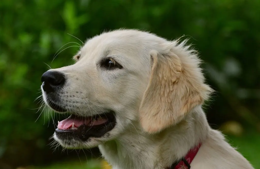 golden retriever