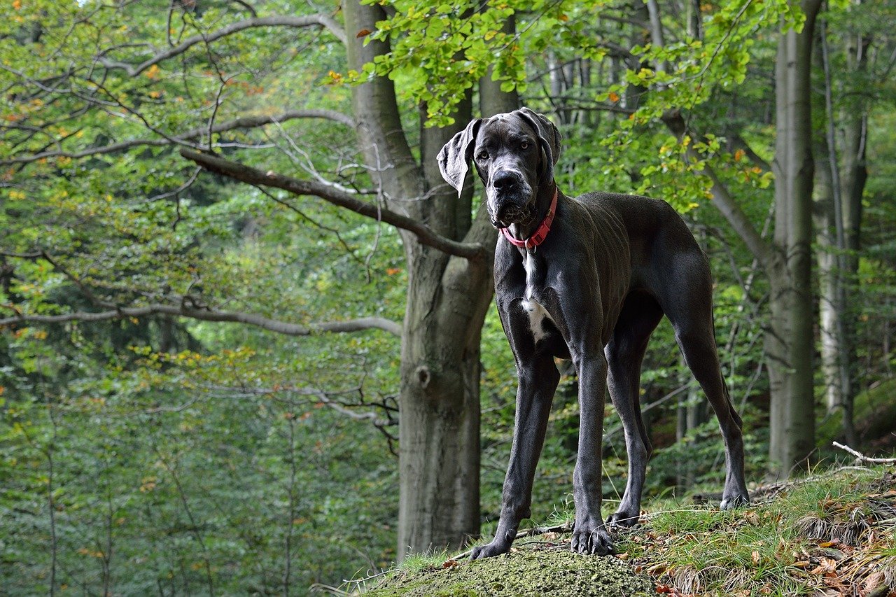 Great Dane price: Giant dogs with a giant price tag?