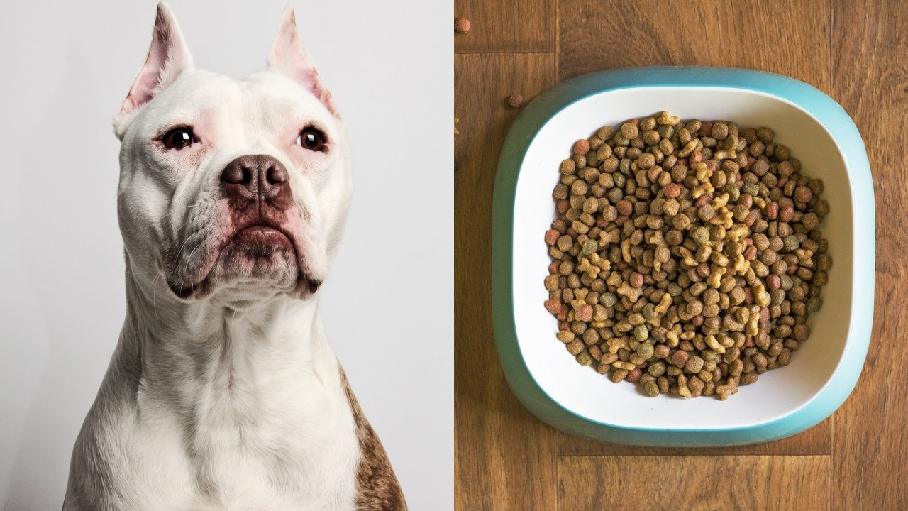 Best dog food for Pitbulls Make the right choice