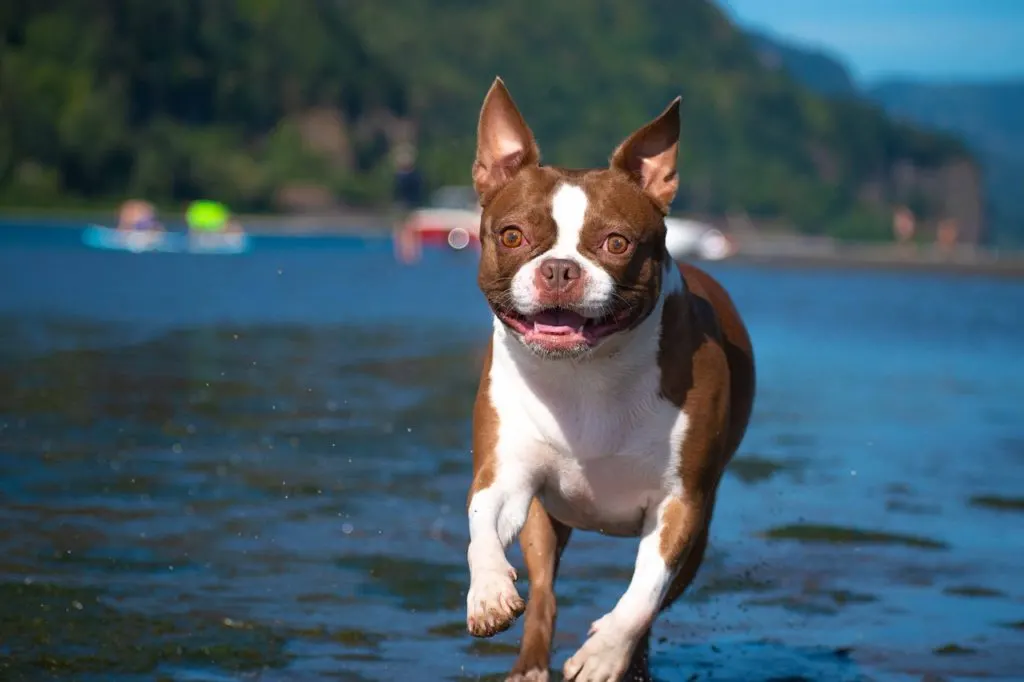 red boston terrier