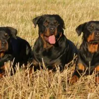 angry rottweiler