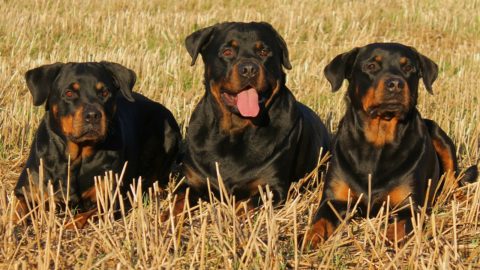 angry rottweiler