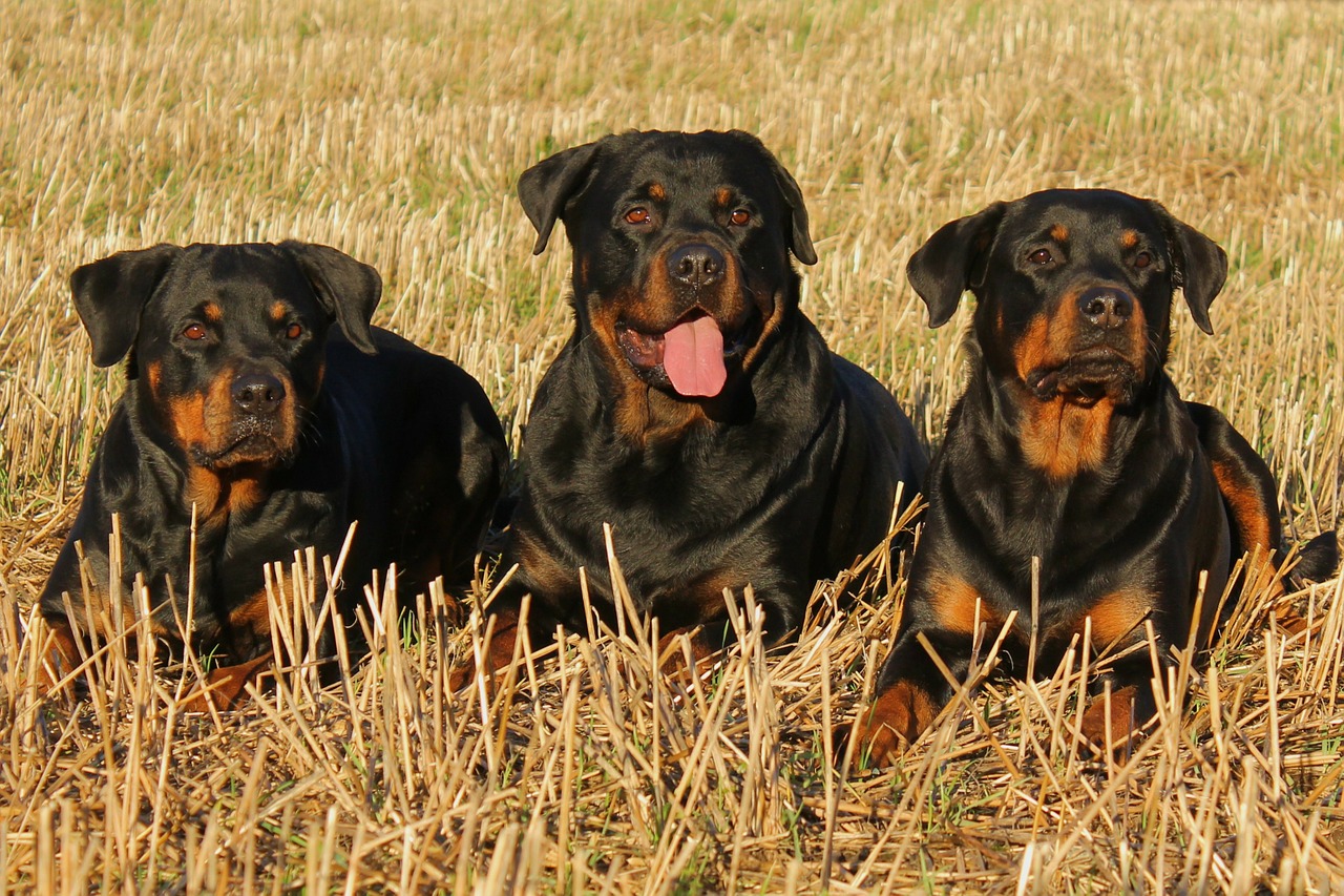 Angry Rottweiler: Is this breed really aggressive?
