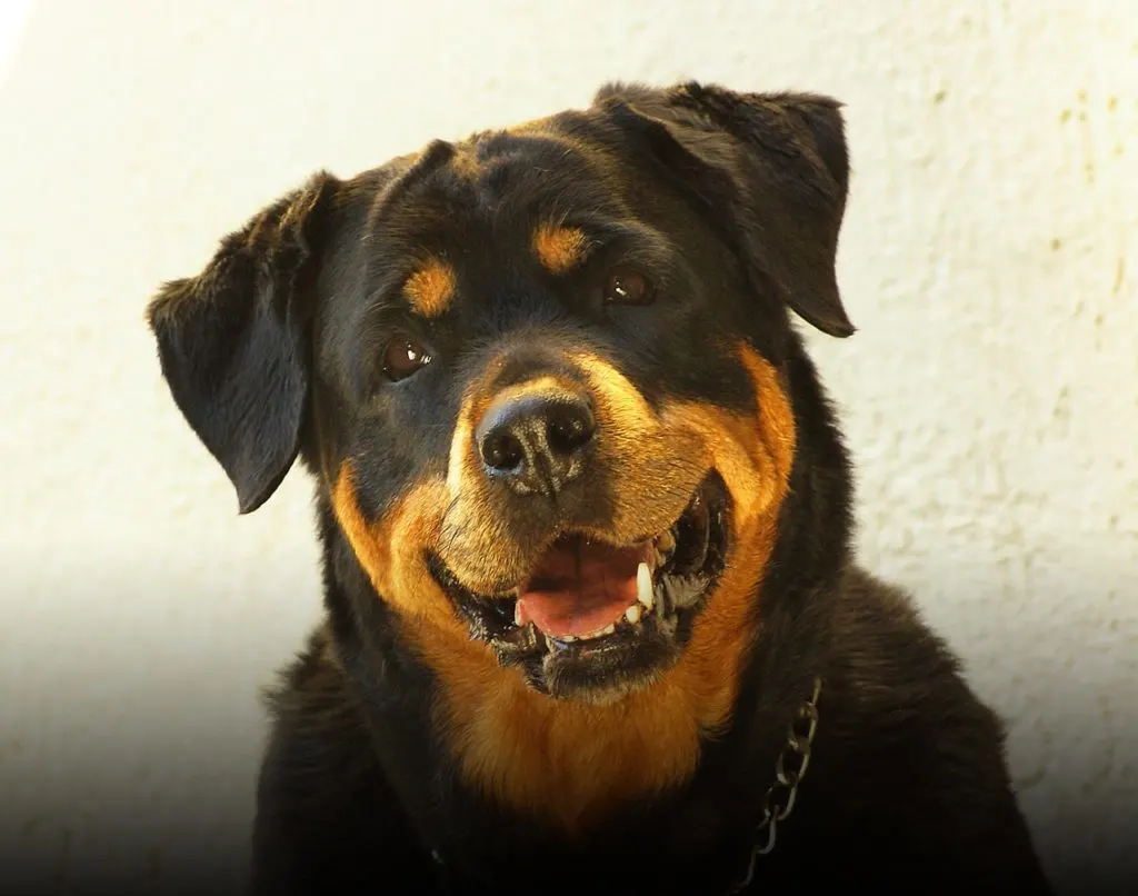 rottweiler