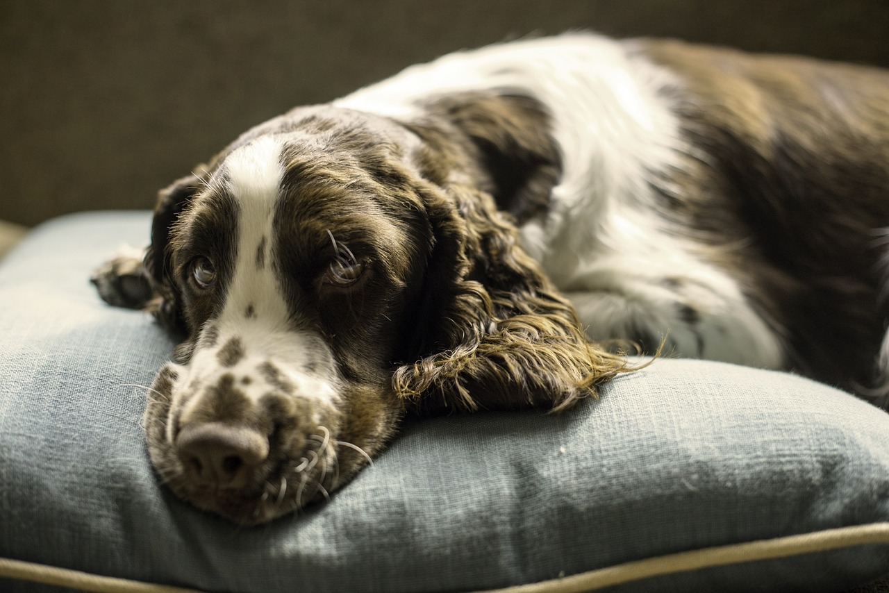 Dog beds Walmart: Which should you get?