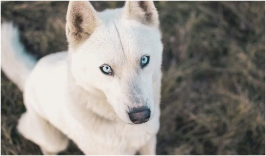 The White German Shepherd Husky Mix is a beautiful and rare crossbreed of dogs