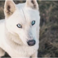 The White German Shepherd Husky Mix is a beautiful and rare crossbreed of dogs