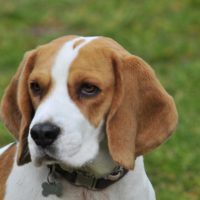 Beagle mix dogs are designer dogs that are half Beagle half a different breed