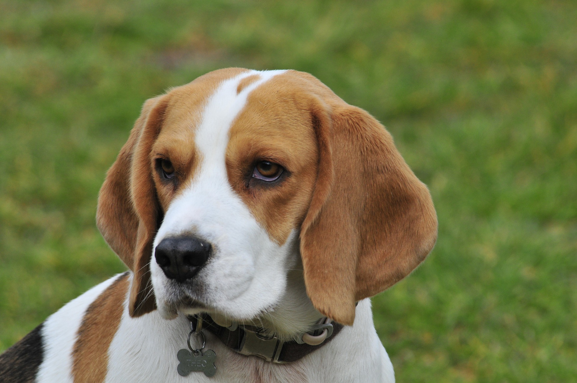 Beagle Mix: The Perfectly Balanced Designer Dog