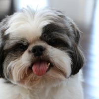 The black and white shih tzu is a rare color variation of the classic breed