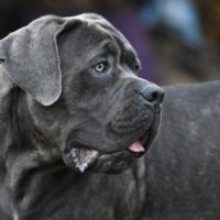 The Blue Brindle Cane Corso Is a rare and beautiful color variation of the cane corso dog