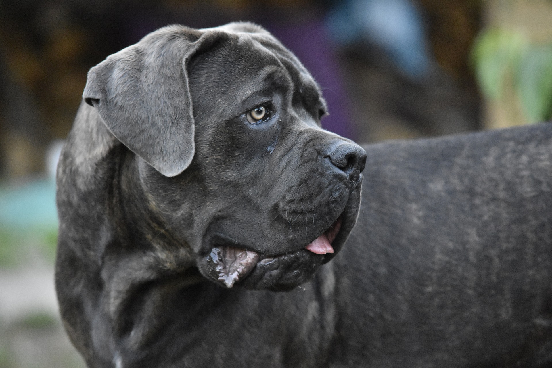 Blue Brindle Cane Corso: What You Have To Know