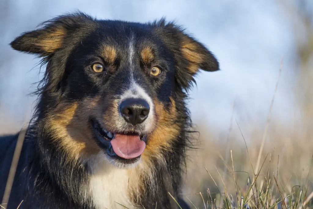 Be sure that the Border Collie German Shepherd Mix is an excellent family dog who forms close bonds with the humans in their life and will act as a protective guardian.