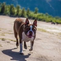 All of the different Boston Terrier colors available in the dog world