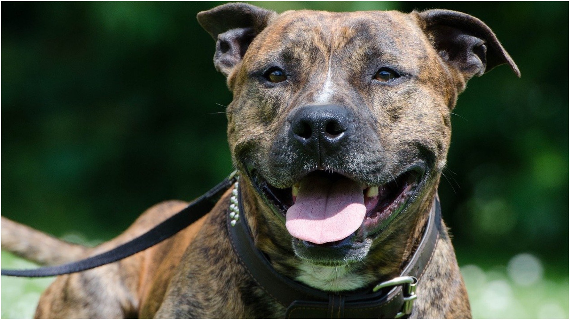 The Brindle Pitbull is one of the rarest color combinations of the Pitbull dog