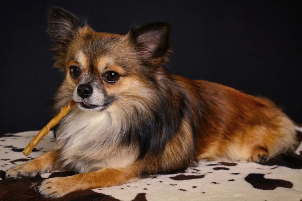 What is the brown Chihuahua and what makes him so special