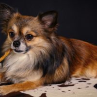 What is the brown Chihuahua and what makes him so special