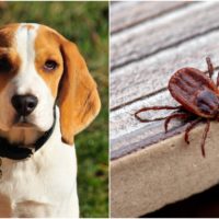 The brown dog tick is fairly common. You have to know how to treat and remove it