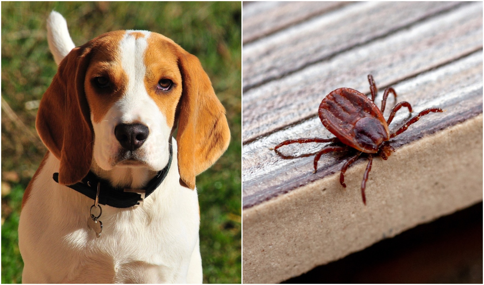Brown Dog Tick: Removal And Treatment