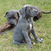 Two cane corso grey puppies playing outside