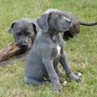 Two cane corso grey puppies playing outside