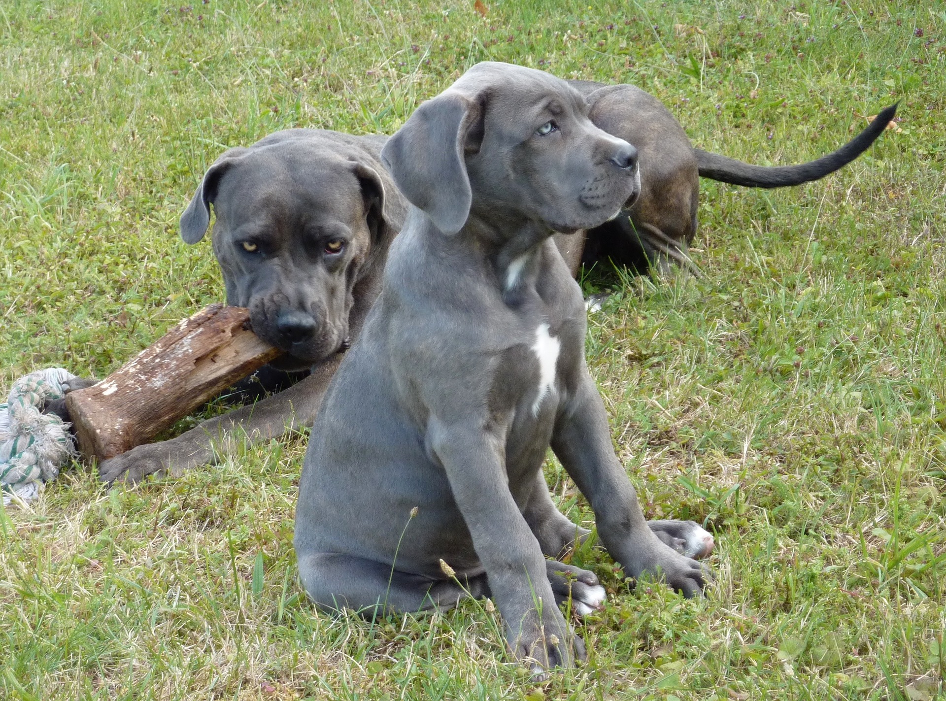 Two cane corso grey puppies playing outside