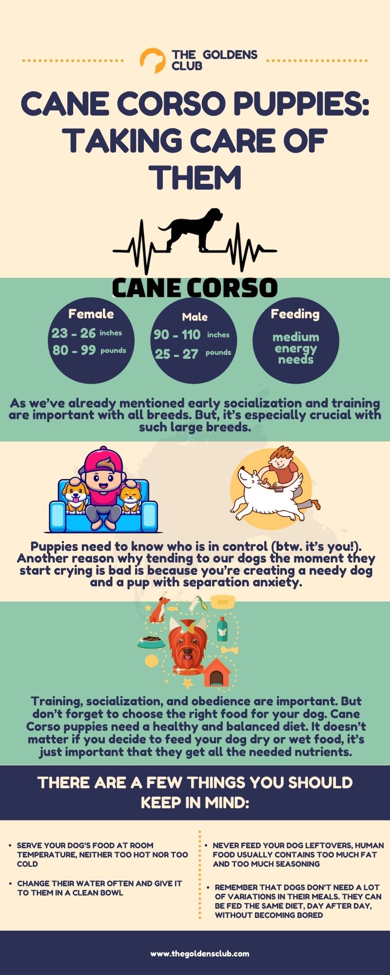 Cane Corso puppies Taking care of them