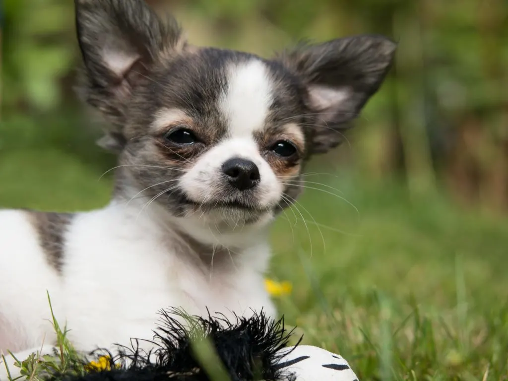 A Chihuahua mix is a hybrid of a Chihuahua and another dog