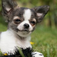 A Chihuahua mix is a hybrid of a Chihuahua and another dog