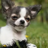 A Chihuahua mix is a hybrid of a Chihuahua and another dog