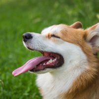 There are different Corgi mix dog breeds that are waiting to win over your heart!