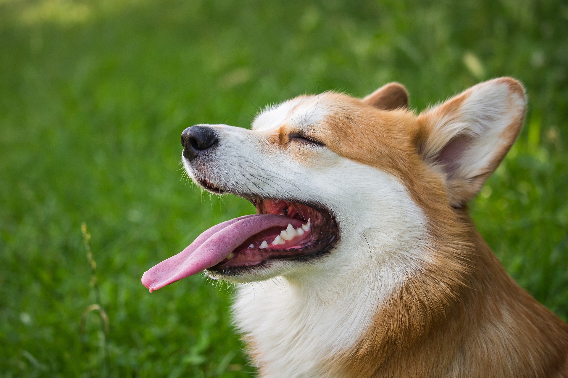 Corgi Mix: Which One Is Right For You?