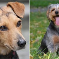 All of the different Dachshund mix breed dogs