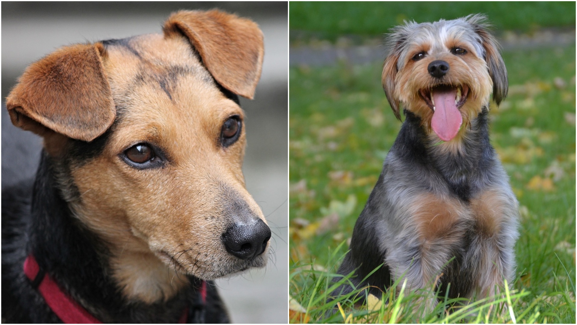 Dachshund Mix: Which One Is Right For You?