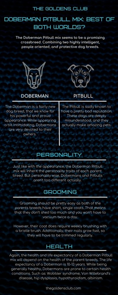 Doberman Pitbull Mix Best Of Both Worlds