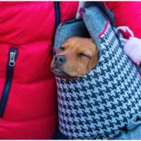 Dog sling - the easy and comfortable way to carry your puppy