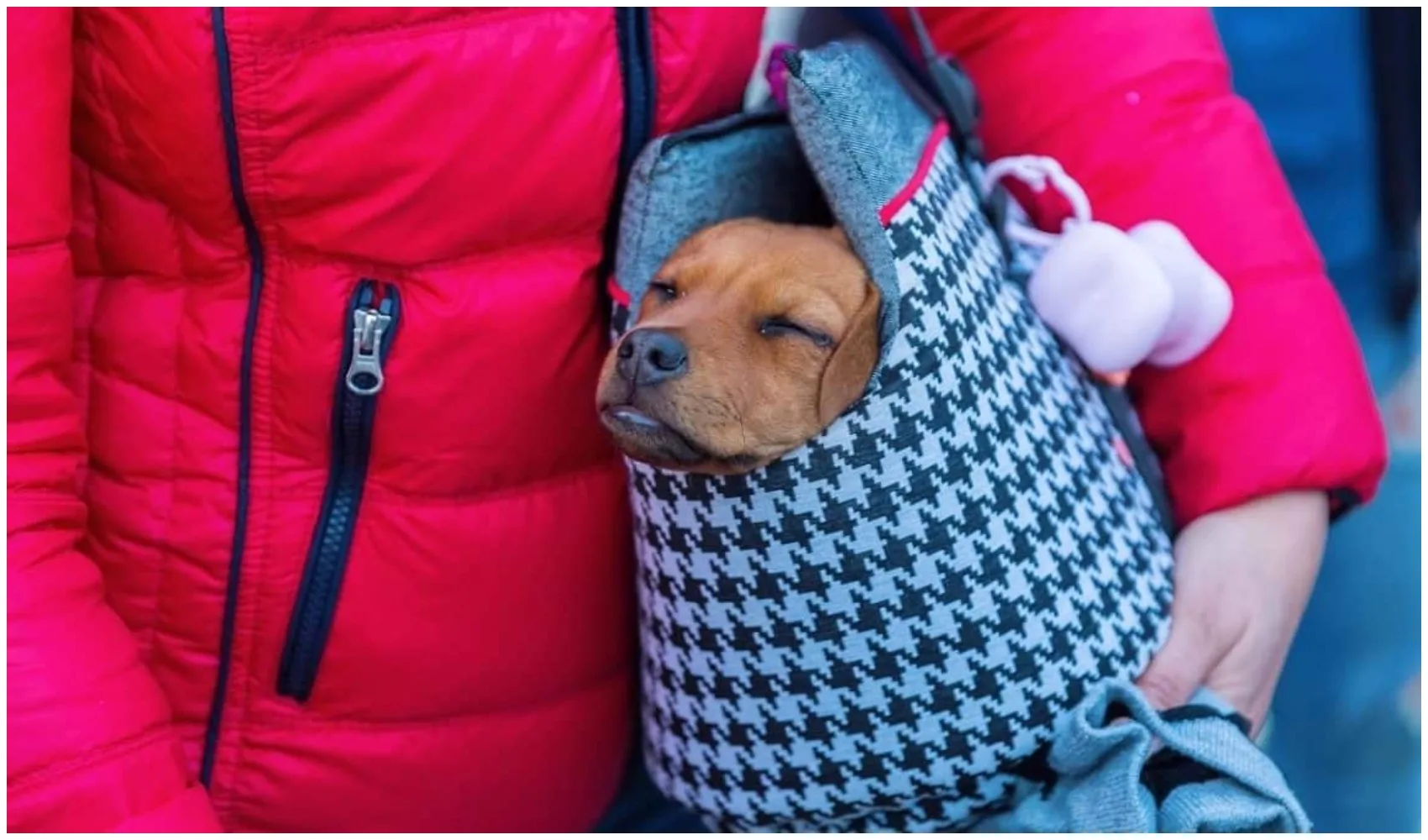 Dog Sling: Our Top Picks