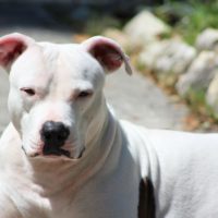 The Dogo Argentino Pitbull mix is a powerful crossbreed popular in the canine world