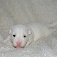 Dogo Argentino price how much will you have to pay for a Dogo puppy