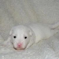 Dogo Argentino price how much will you have to pay for a Dogo puppy