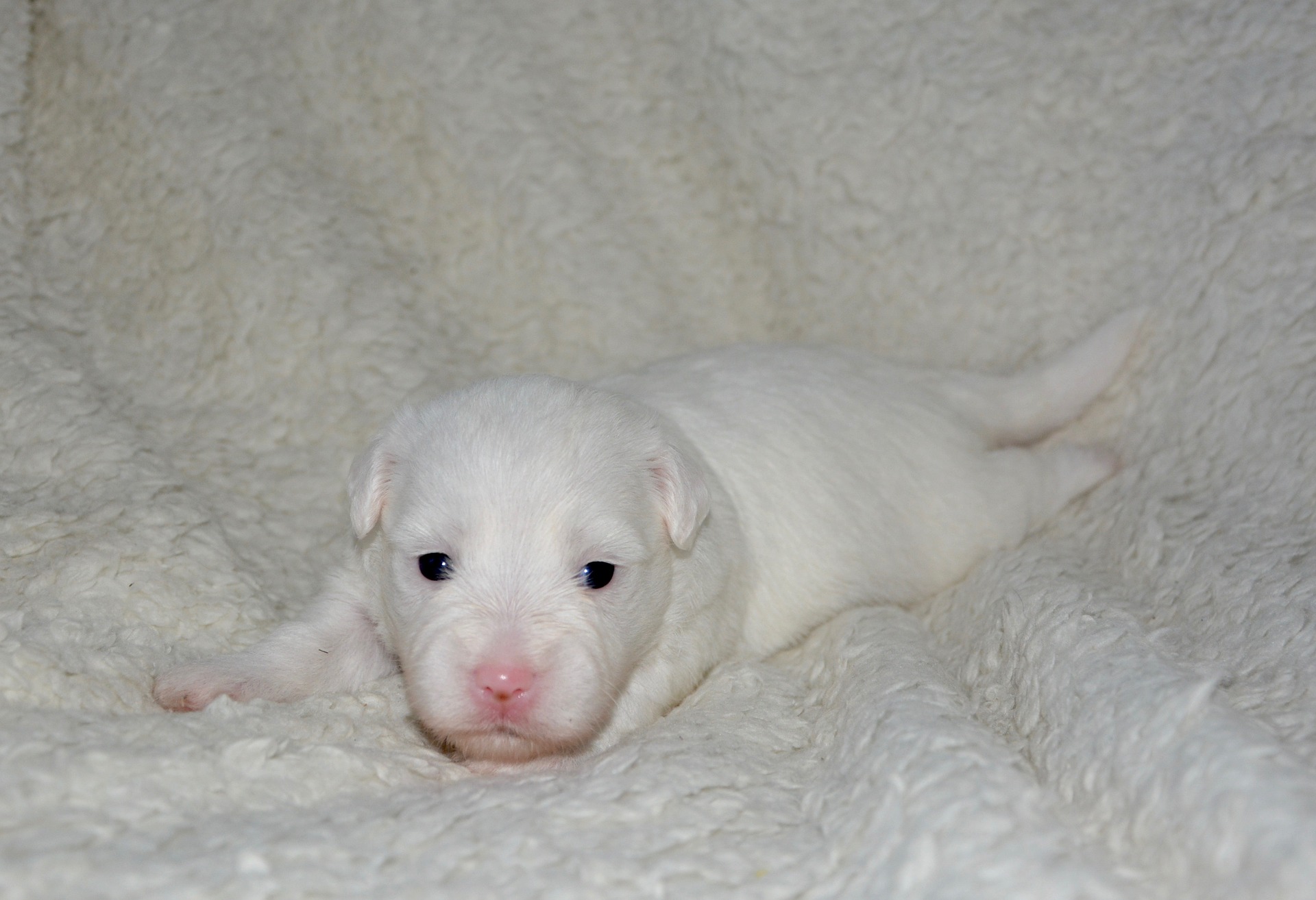 Dogo Argentino Price And Hidden Costs