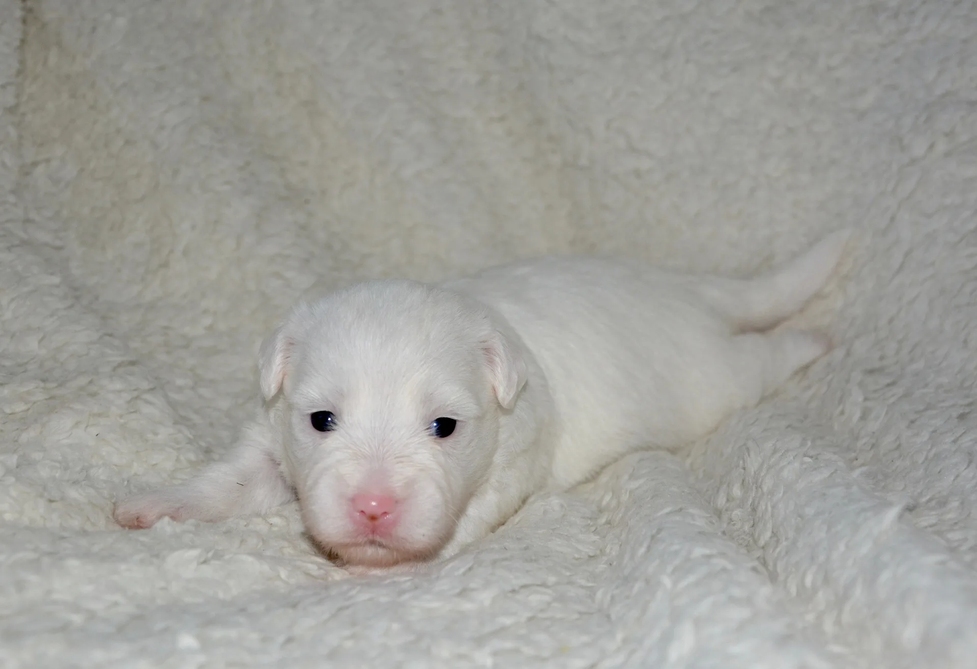 how much for a dogo argentino puppy